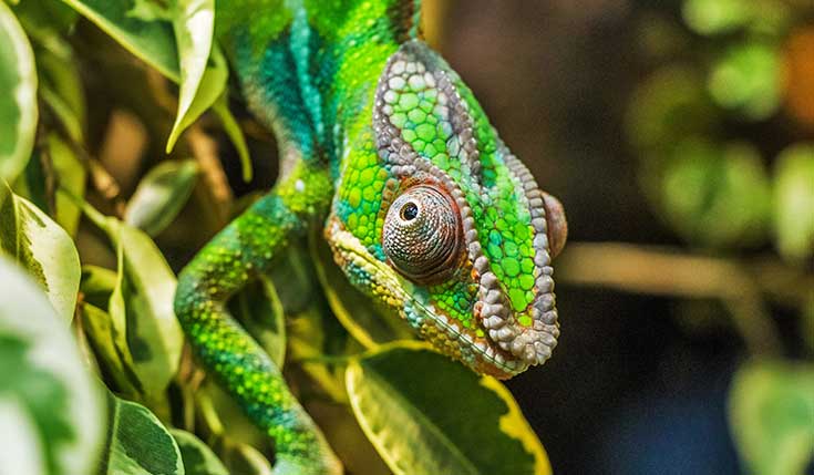 Actieve deceptietechnologie als aanvulling op statische security